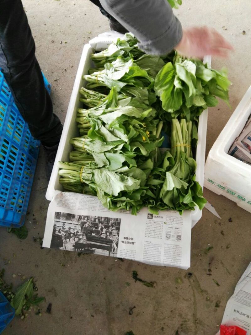 白菜苔20~30厘米