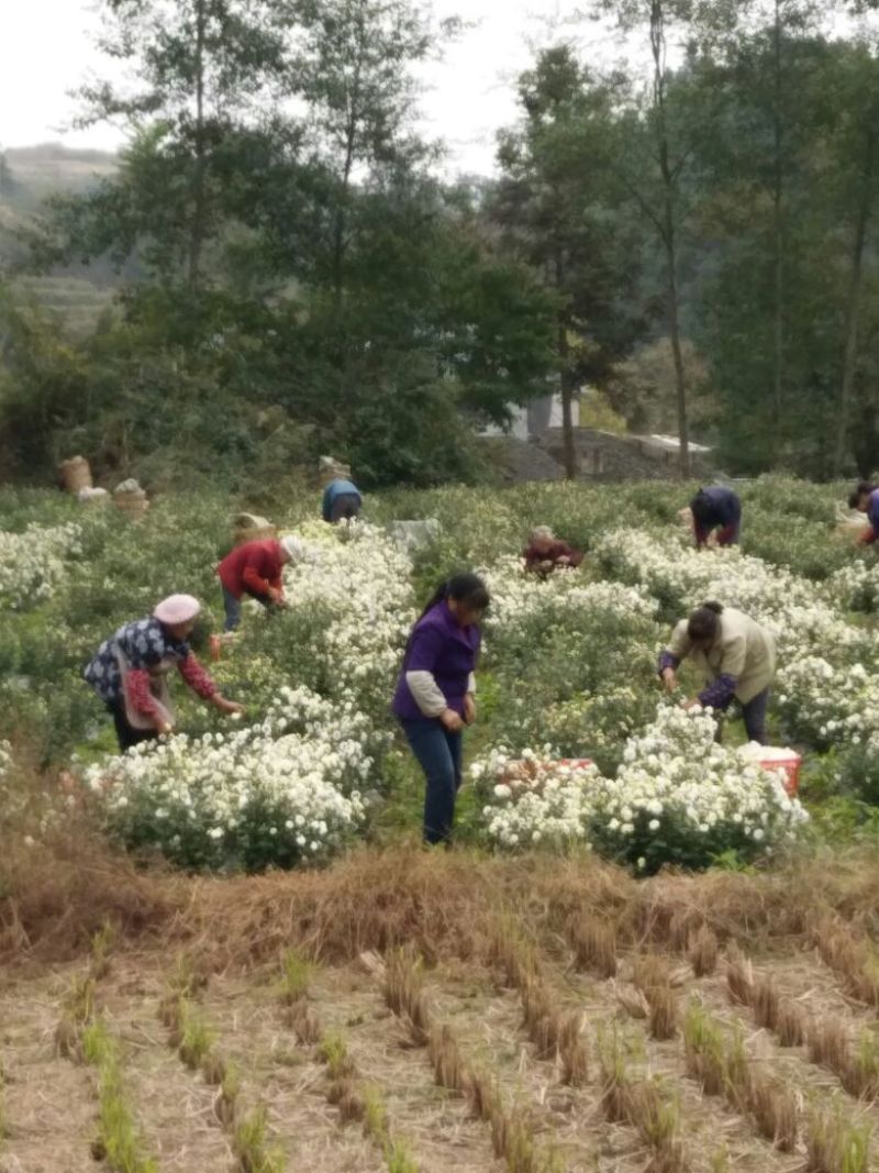 白菊花茶开花
