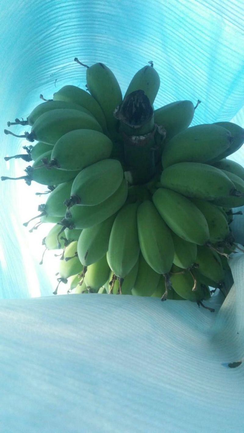 苹果蕉八成熟