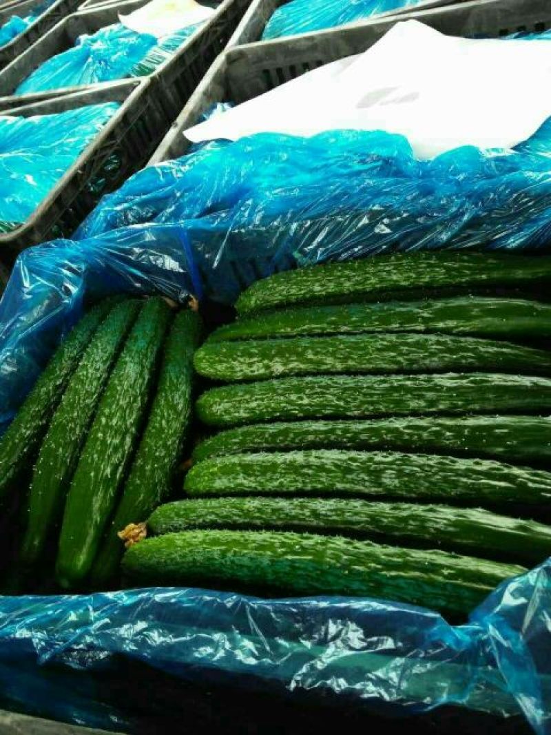 刺黄瓜22~25公分鲜花带刺，诚信瓜果蔬菜供应链供应