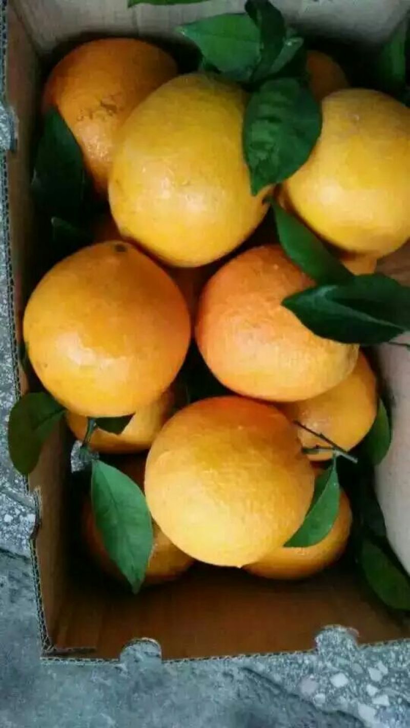 赣南脐橙