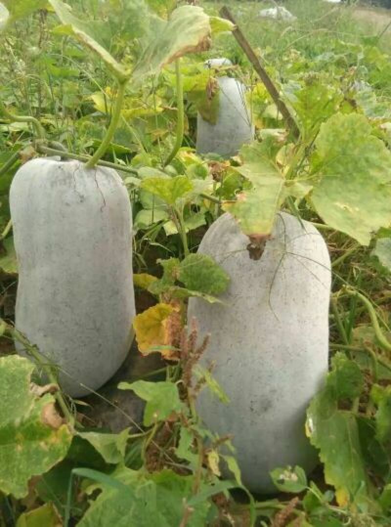 黑皮炮弹冬瓜15斤以上地冬瓜