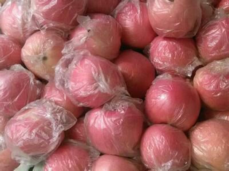 红富士苹果75mm以上纸+膜袋