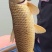 野鲤