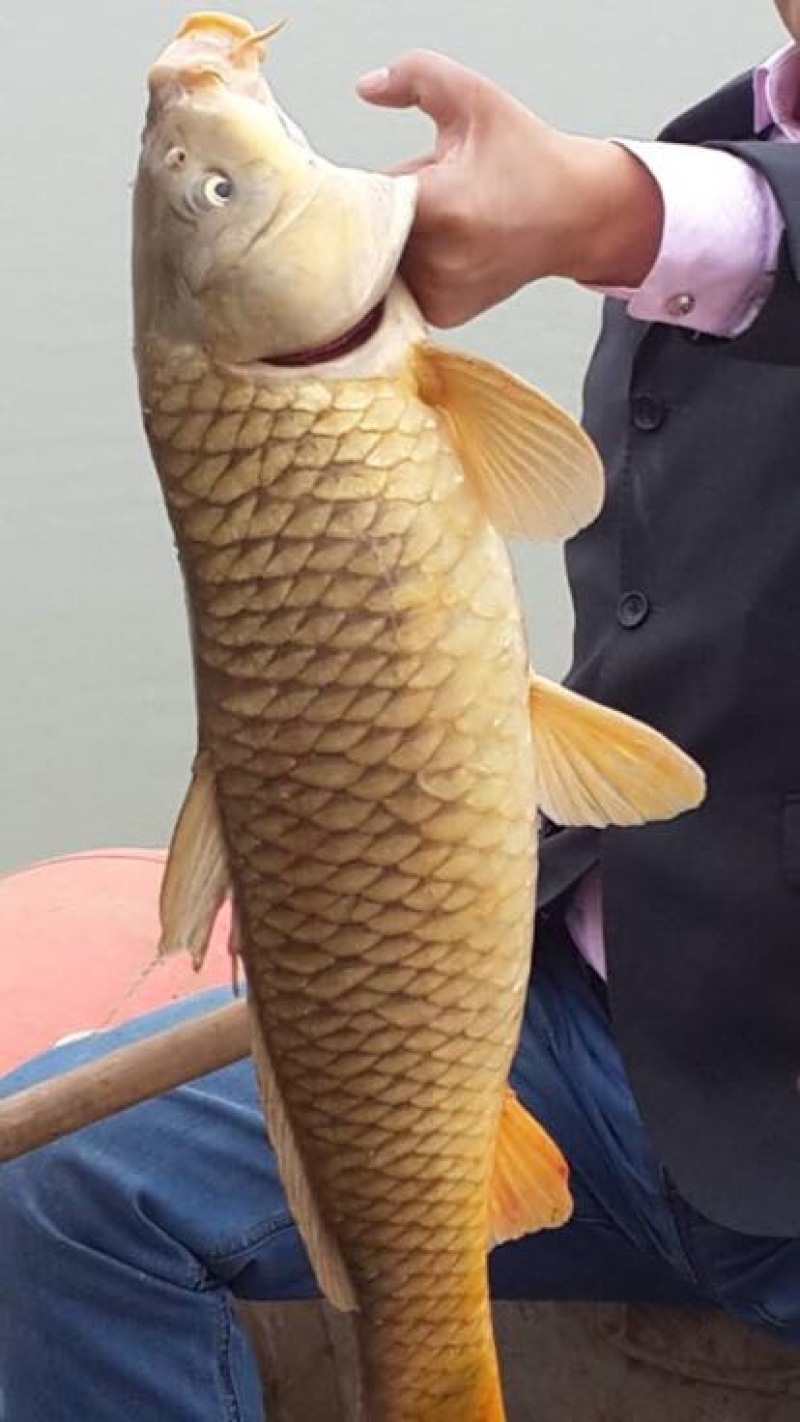野鲤