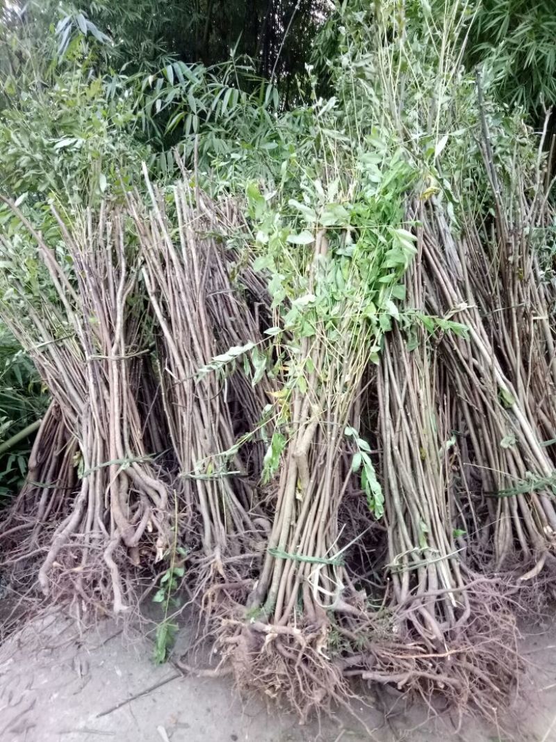 红油香椿树51~80cm