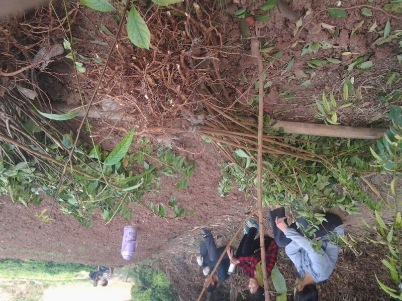 嫁接各种李子品种苗，粗0.8起，统苗，薄膜包装！