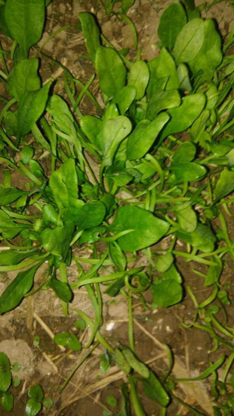 大叶菠菜10~15厘米