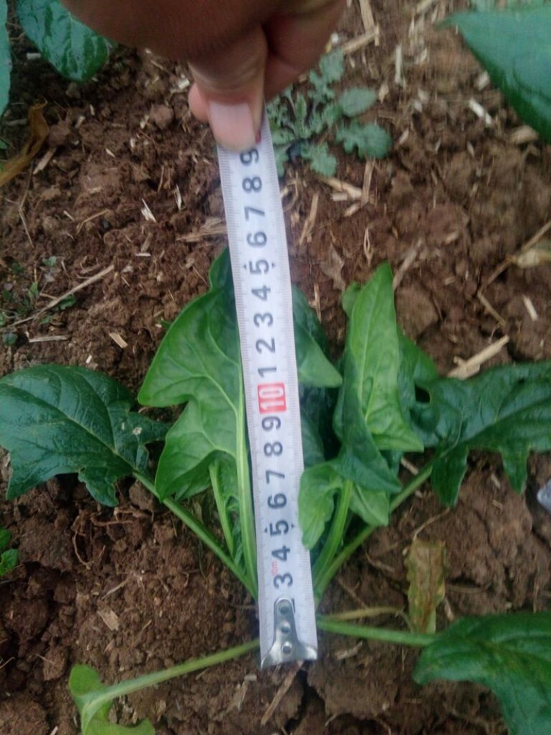 绿神菠菜15~20厘米