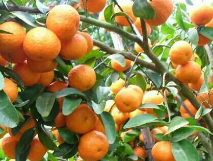 荔浦沙糖桔广西桂林市荔浦县_批发_供应-一亩