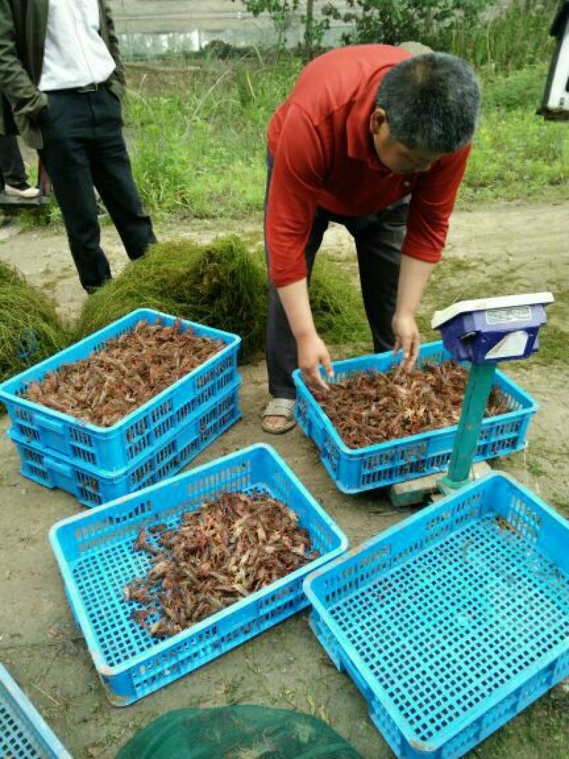 龙虾苗龙虾种伊乐藻地笼