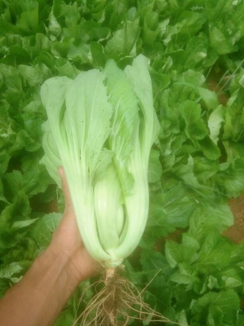 蔬菜