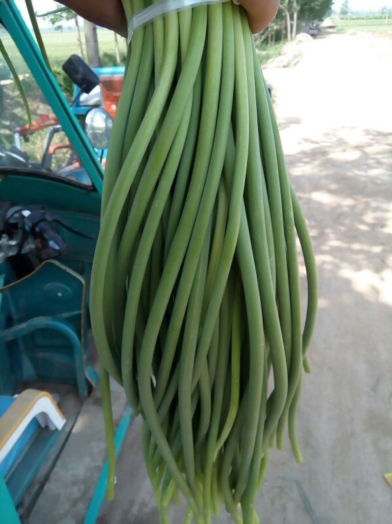 金乡红毛蒜薹无黄般60-70公分