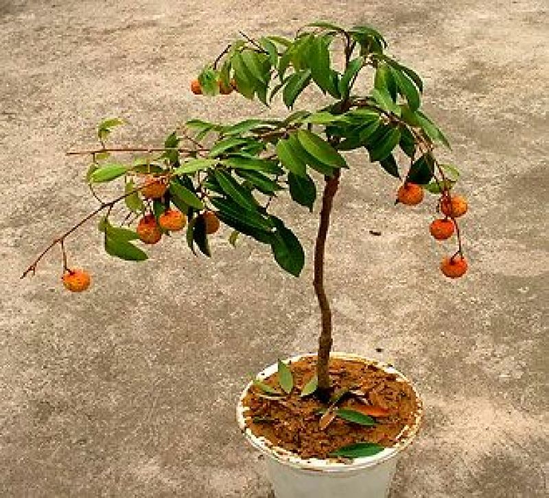 仙进俸荔枝苗冰荔增城挂绿桂味妃子笑三月红糯米糍圈枝嫁接苗