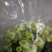 白菊花50~80cm