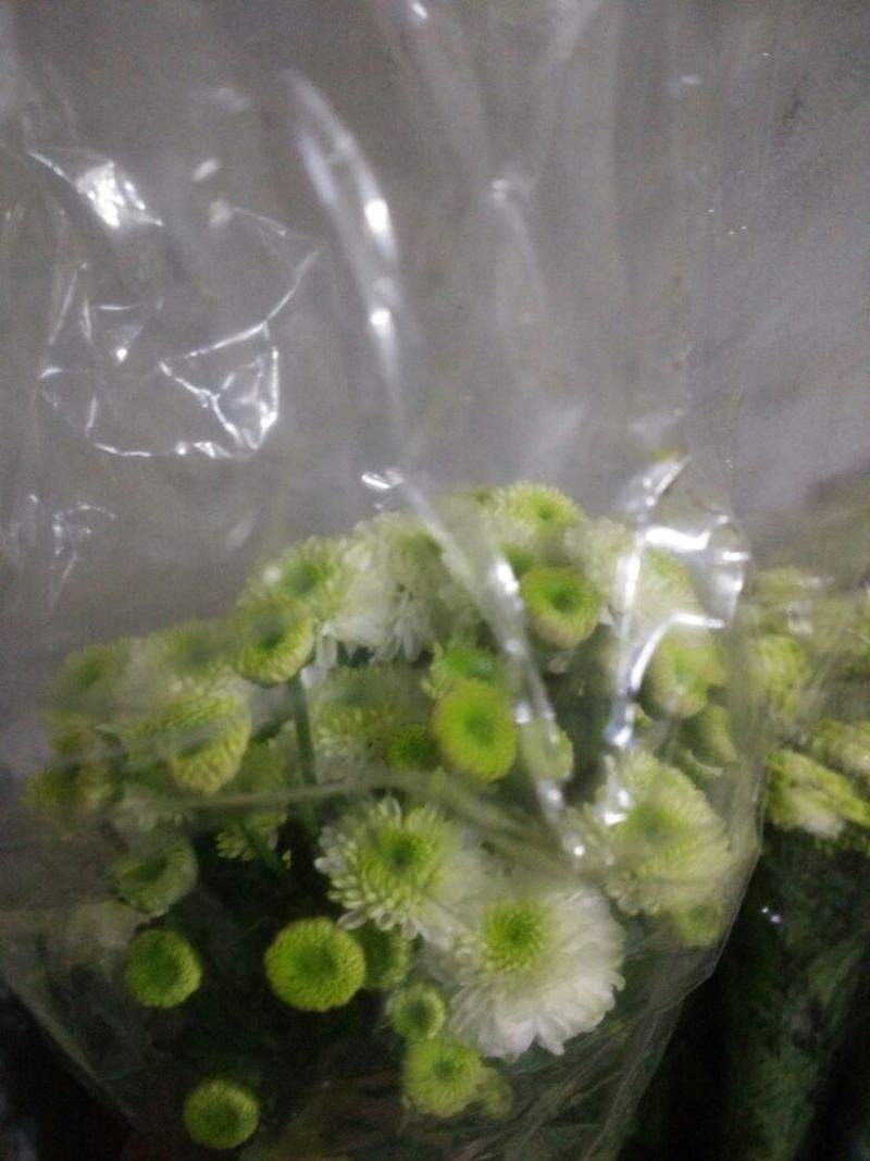 白菊花50~80cm