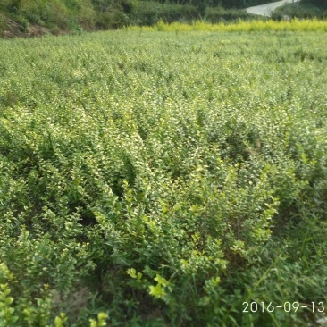 金叶女贞苗40~50cm
