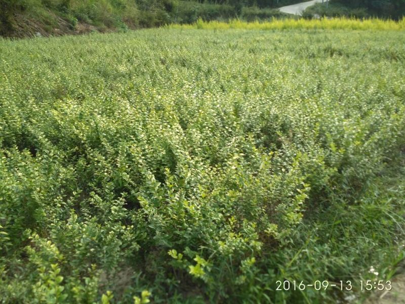 金叶女贞苗40~50cm