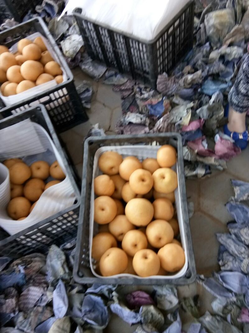 晚秋黄梨300~350g纸袋
