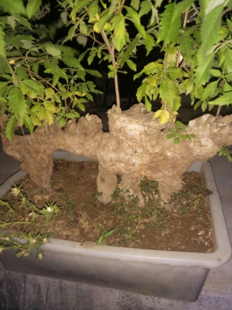 蜜薯红薯黄心烤红薯3两以上基地直供量大从