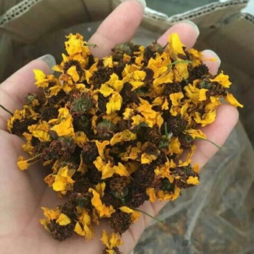 雪菊