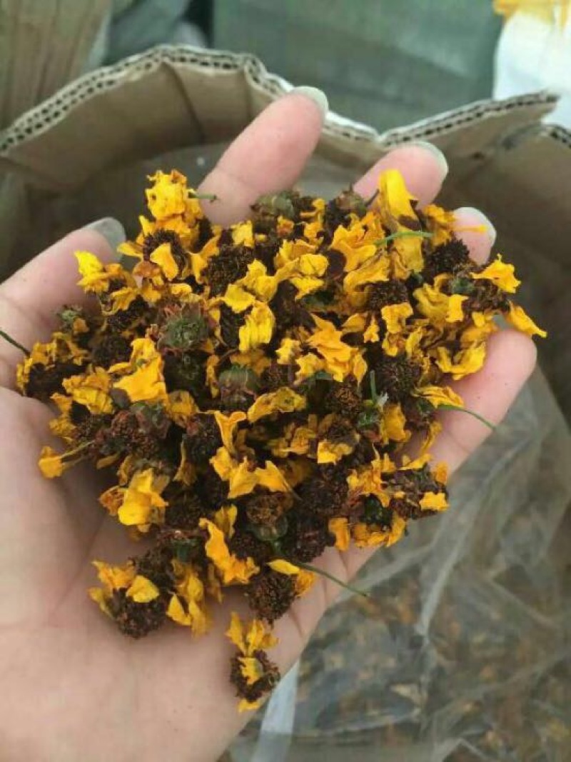 雪菊