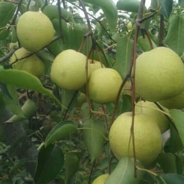 贡梨150~200g纸箱