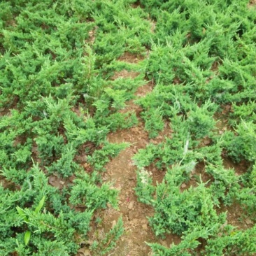 地柏25~45cm提供种植技术诚信经营欢迎订购