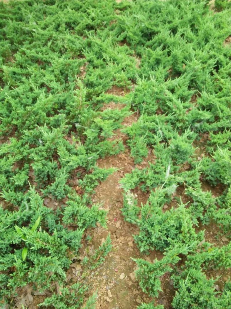 地柏25~45cm提供种植技术诚信经营欢迎订购