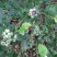蓝莓10~12mm以上