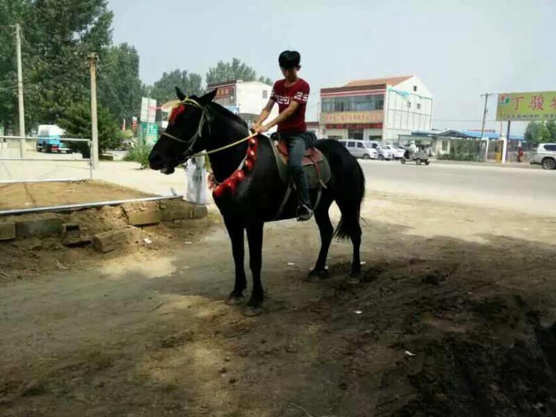 半血马