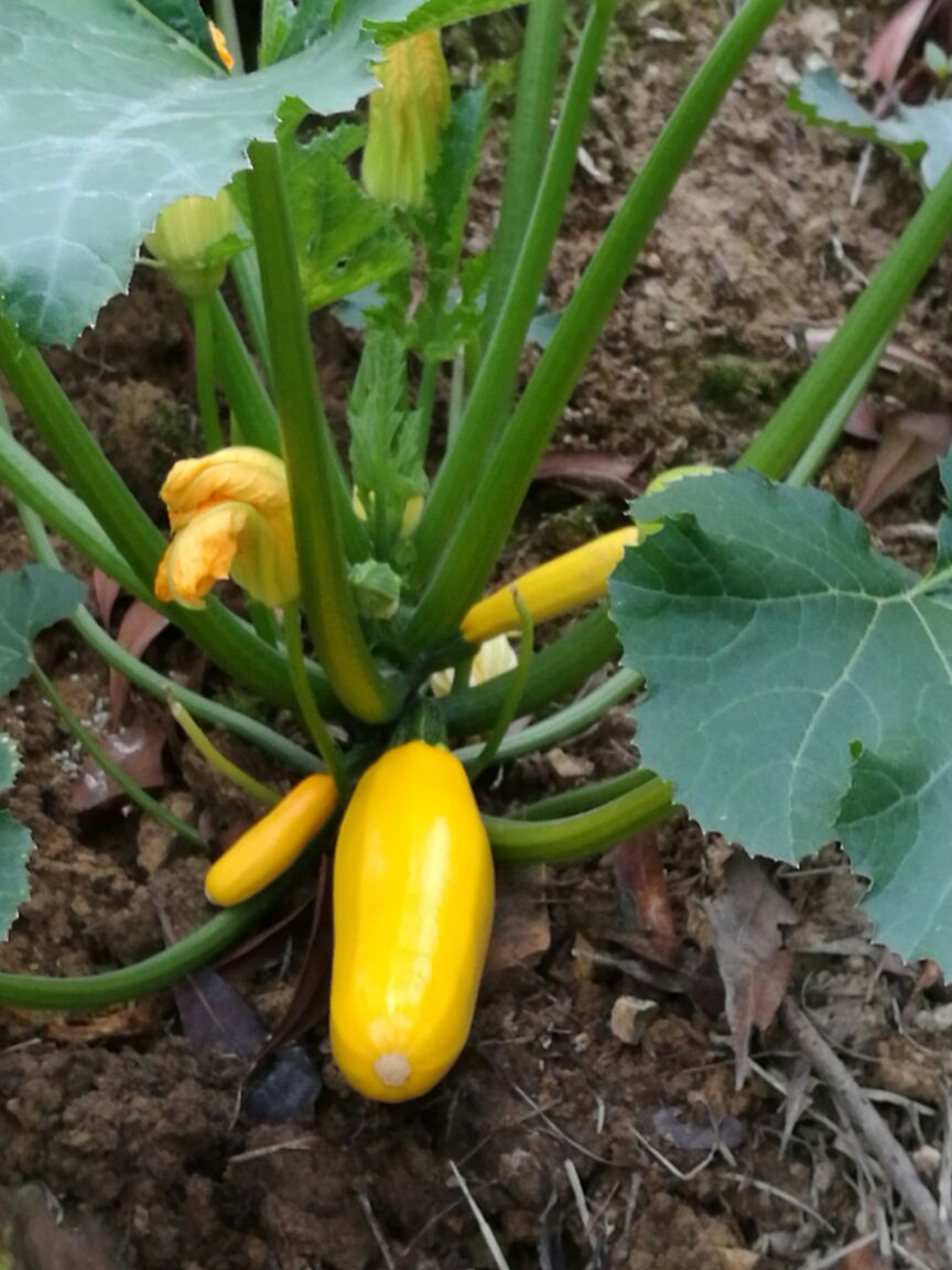 浙江台州市三门县香蕉西葫芦 0.6斤以上批发_