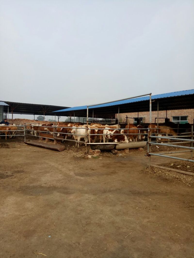 西门塔尔牛犊200~300kg