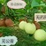 酥梨150~200g纸箱