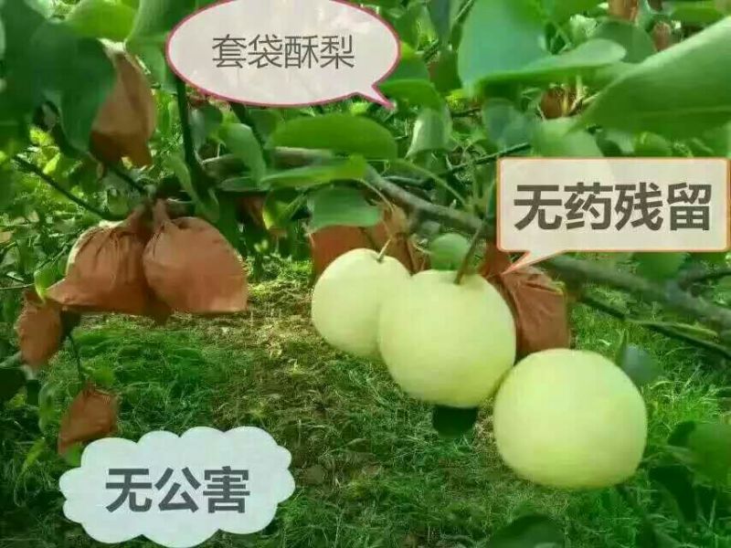 酥梨150~200g纸箱