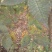 榆树2~4cm4cm以下2.5~3m