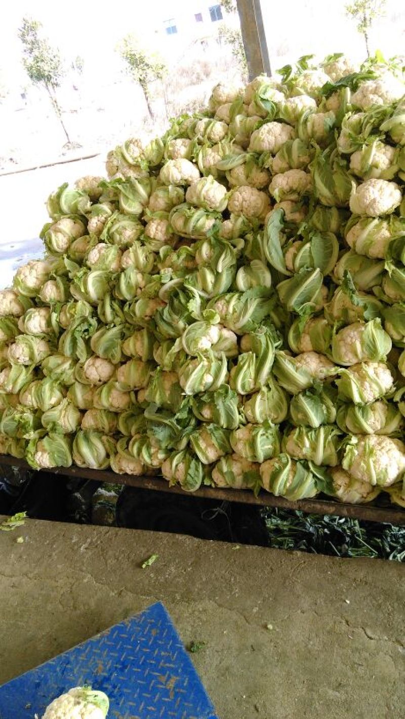 湖北省天门市小白花菜。口感好品质保证基地直发