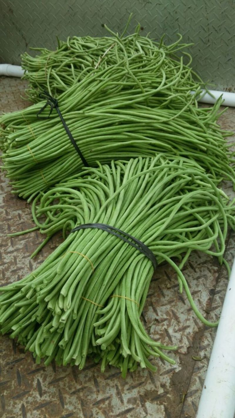 豆角70厘米以上