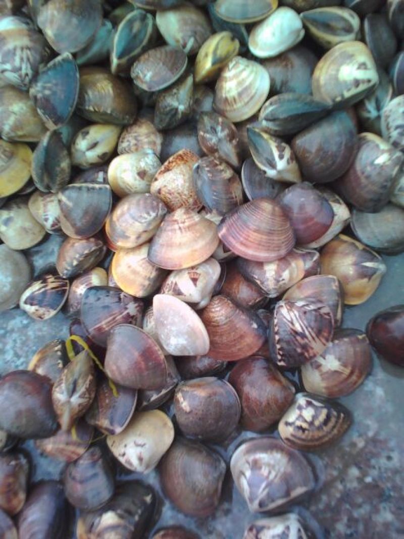 花蛤杂色蛤食用鲜活