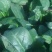 大叶菠菜25~30厘米