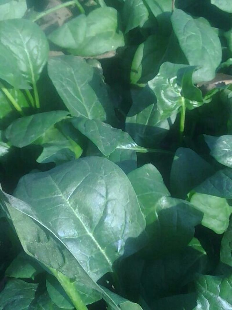 大叶菠菜25~30厘米
