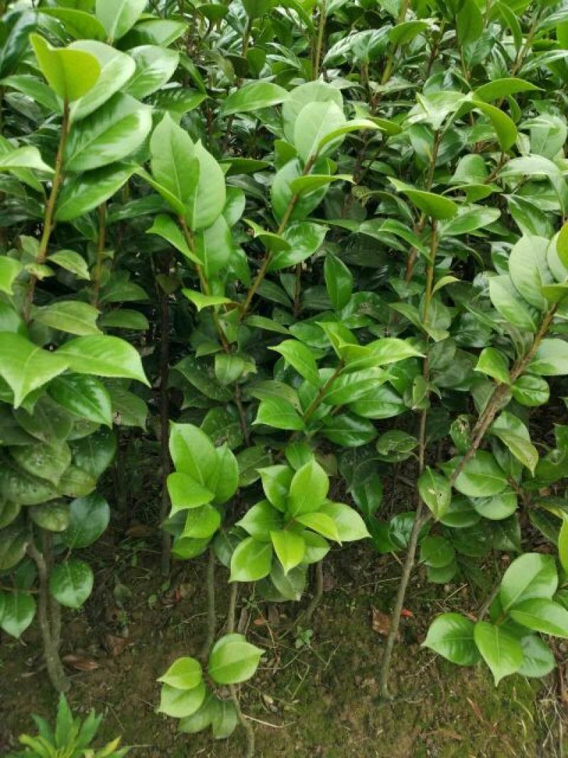 茶花树，七星茶花小苗，湖南茶花小苗，茶花球，茶花树价格