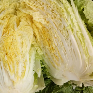 临沂黄心大白菜产区直发现挖现发各种规格黄心白菜