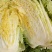 临沂黄心大白菜产区直发现挖现发各种规格黄心白菜