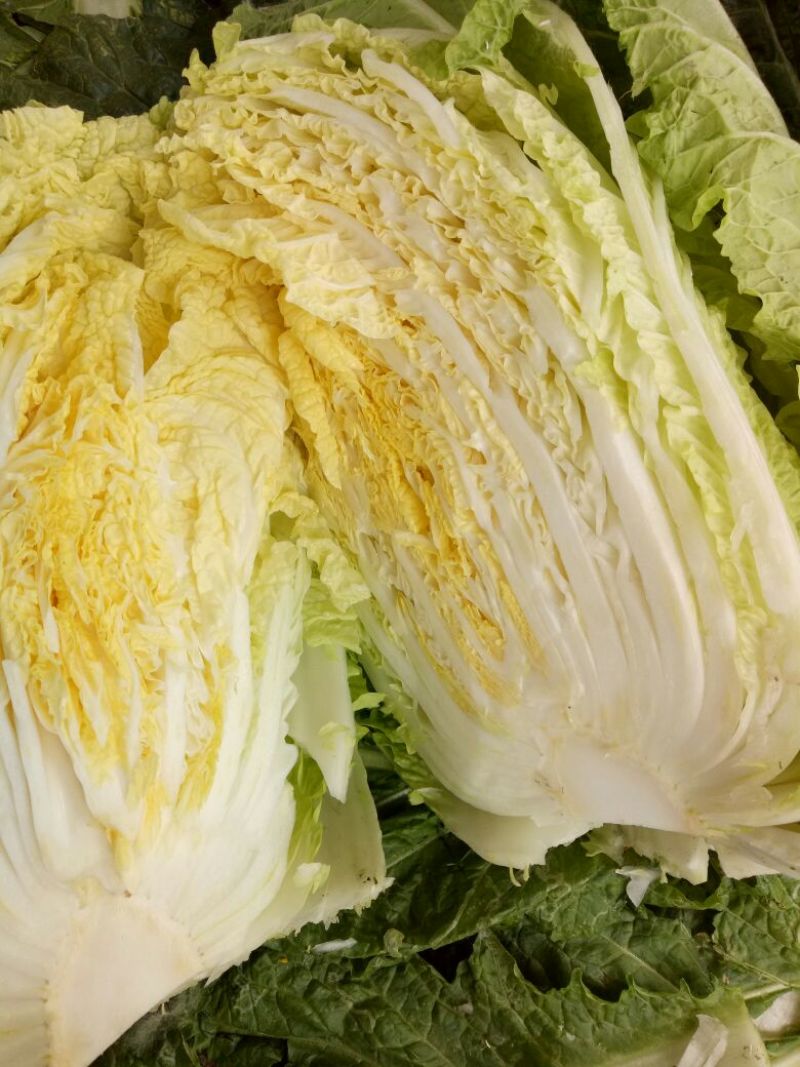 临沂黄心大白菜产区直发现挖现发各种规格黄心白菜