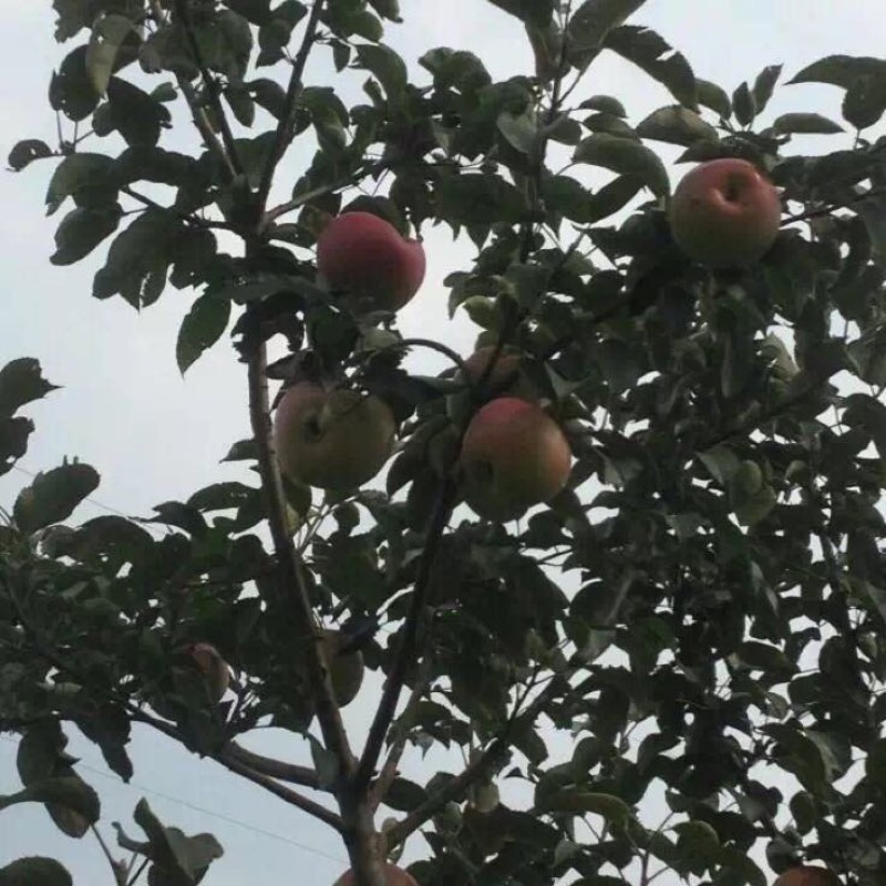 南果梨