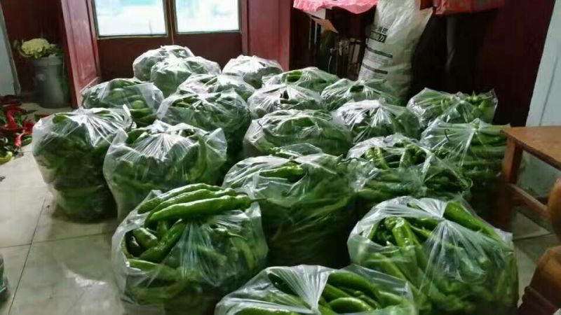 圆椒货源充足精品太空椒大量上市欢迎新老客户采购