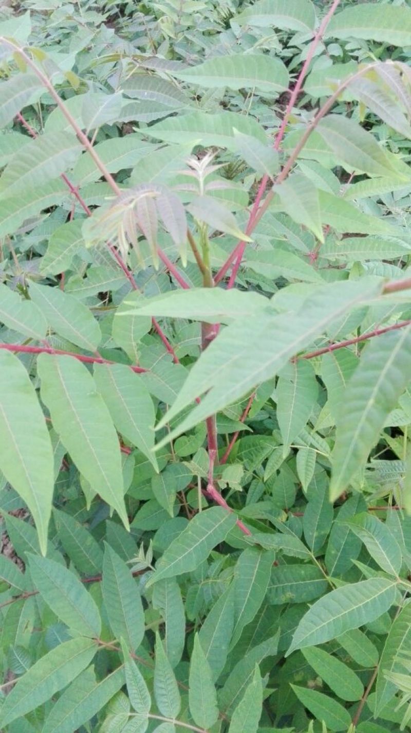 红油香椿树51~80cm