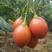 树番茄云南树番茄（洋酸茄），或称全年供货，面积300亩