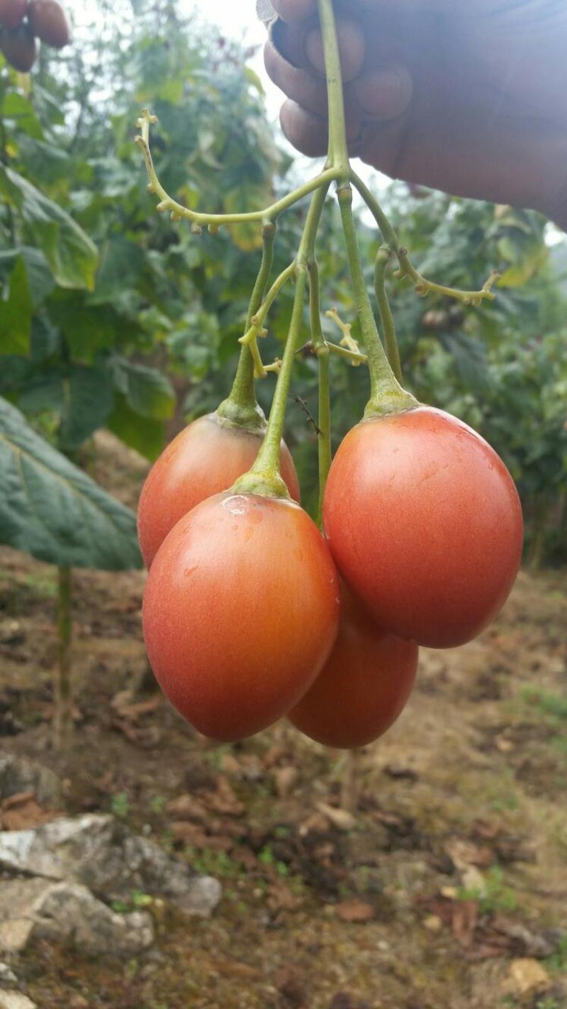 树番茄云南树番茄（洋酸茄），或称全年供货，面积300亩